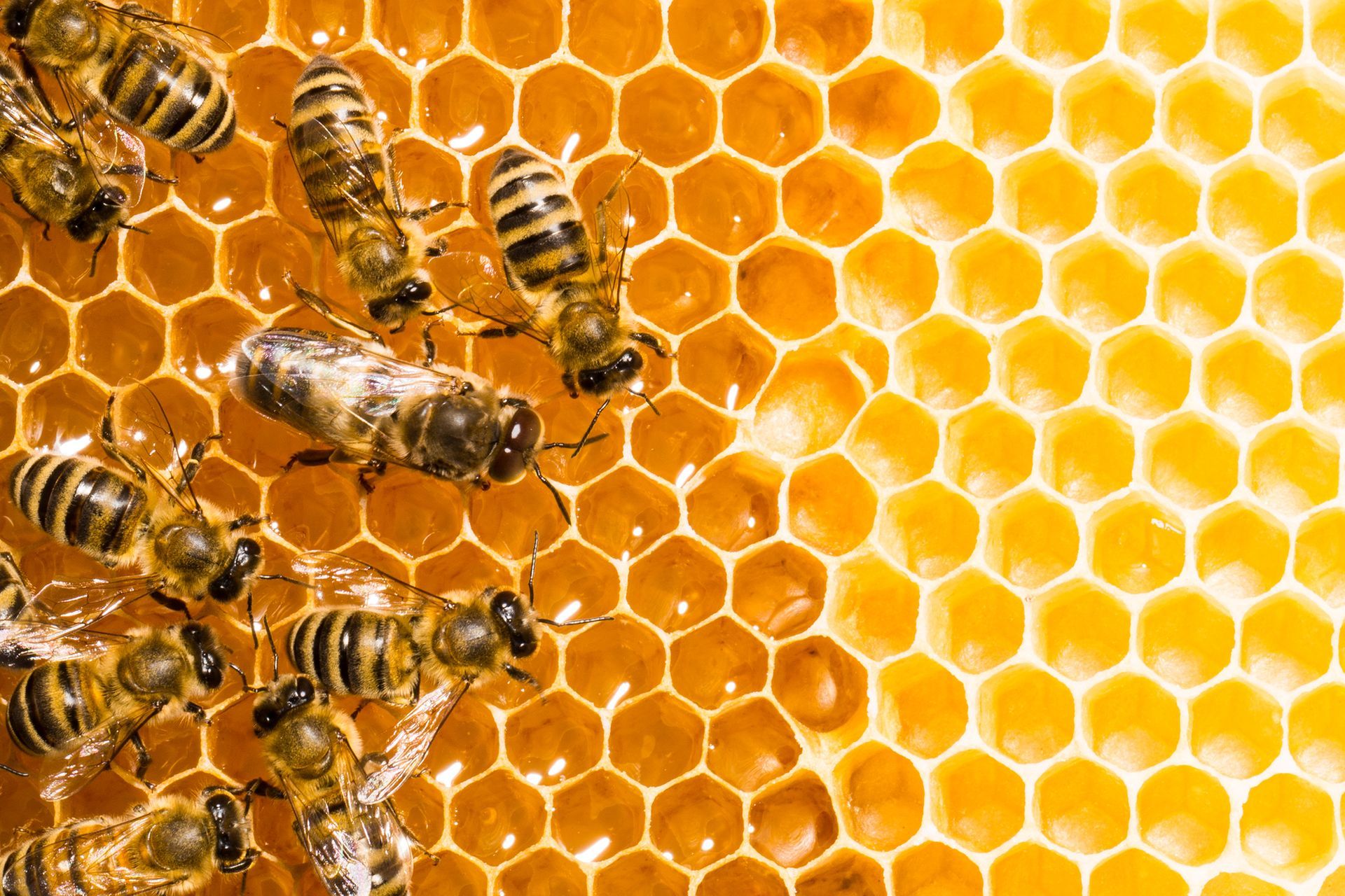 Bee Removal in Yorba Linda, CA | Bee Wranglers Inc. Bee Removal in Yorba Linda, CA | Bee Wranglers Inc.