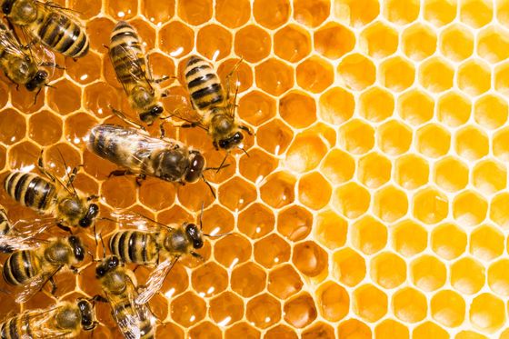 About | Bee Wranglers Inc. About | Bee Wranglers Inc.