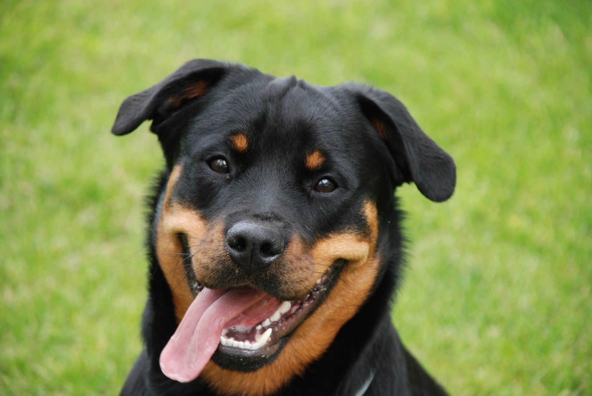 Annie the Rotty