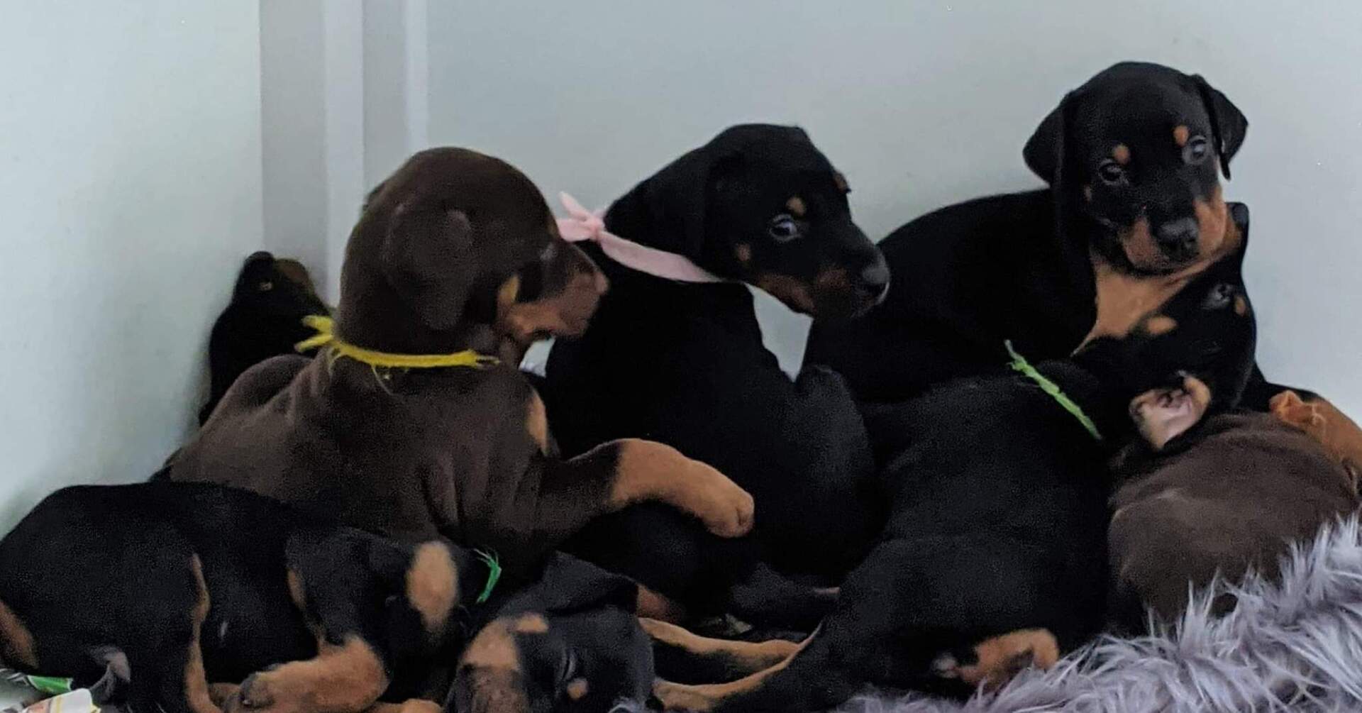 Beverwijck Dobermans puppies