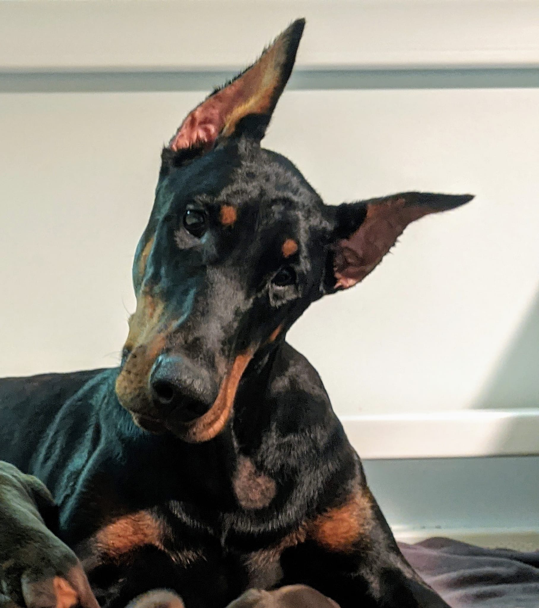 Adult Beverwijck Doberman