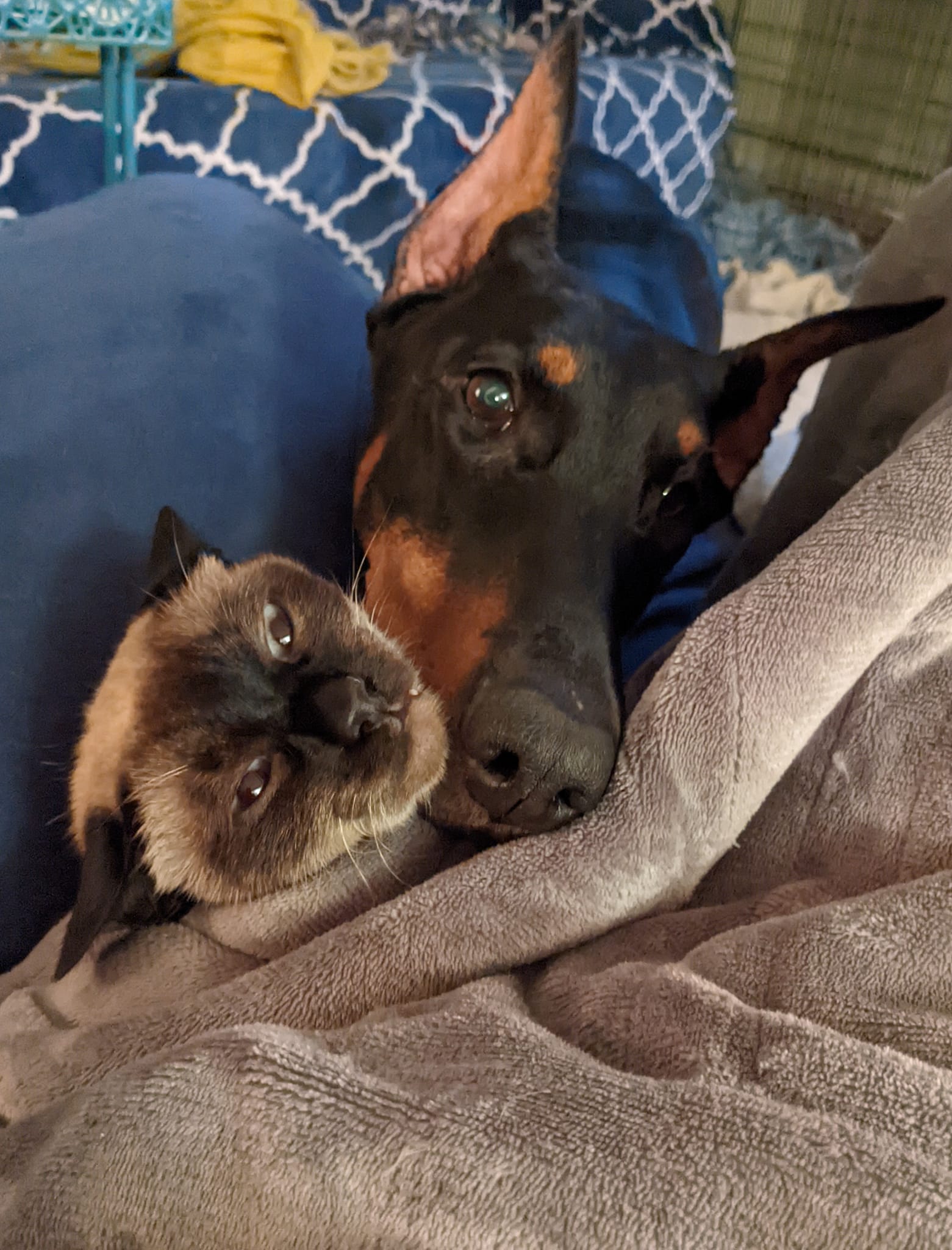 Grown Beverwijck Doberman