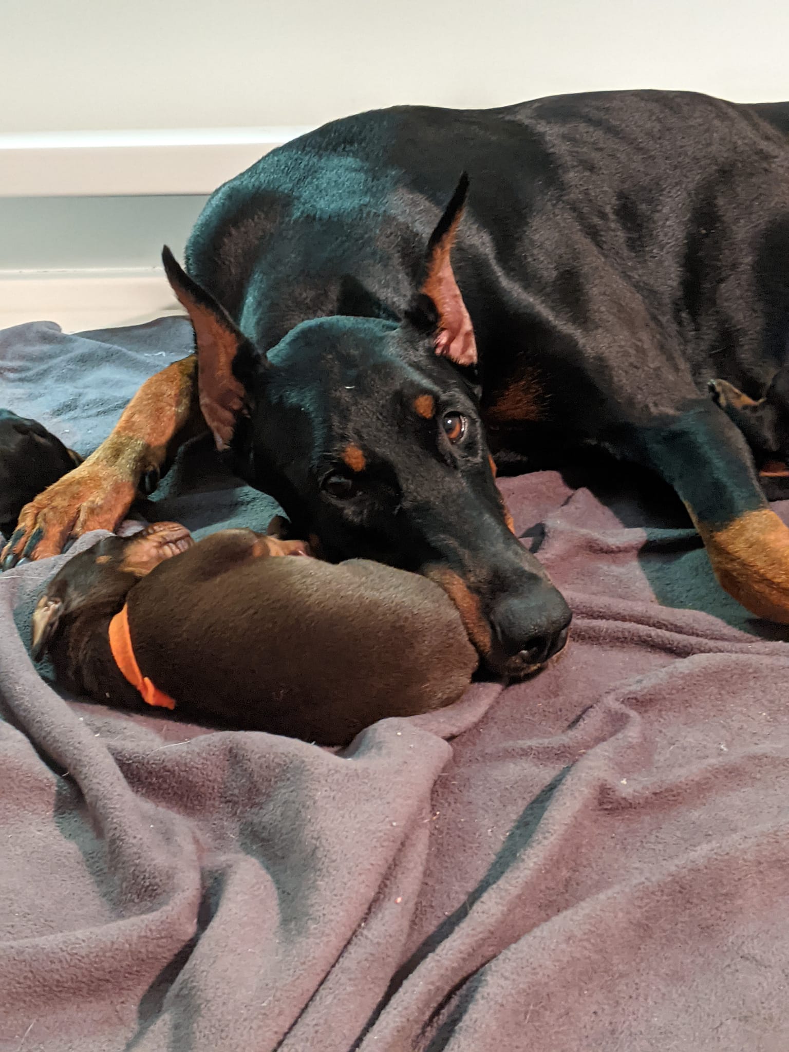 Beverwijck Doberman