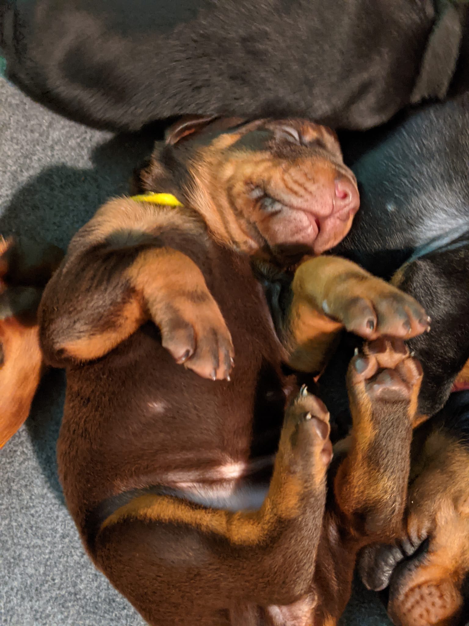 Beverwijck Dobermans puppy