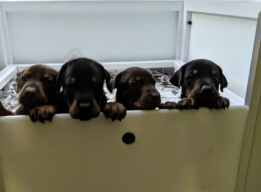 Beverwijck Doberman puppies