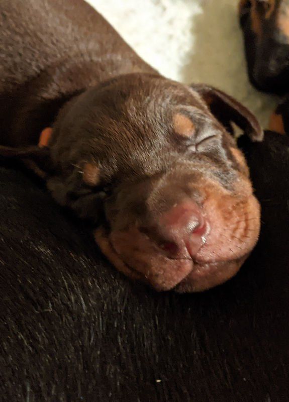 Beverwijck Doberman puppy