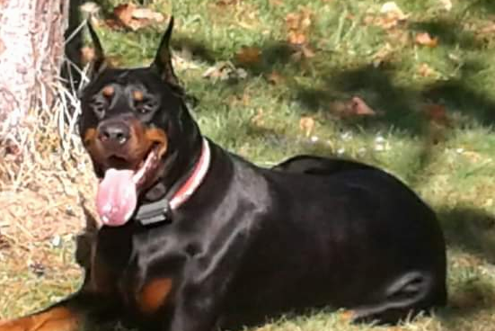 Beverwijck Dobermans outside