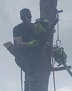 Arborist in a tree, cutting a branch with a chainsaw, wearing safety gear. Cloudy sky.