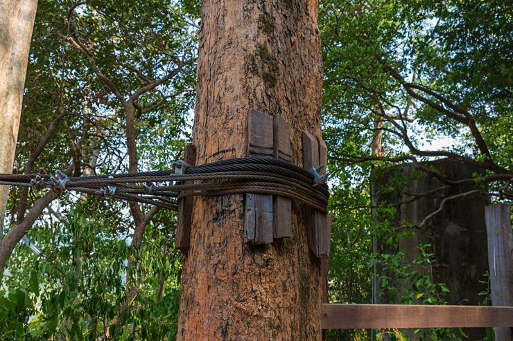 Tree trunk wrapped with dark cables in a wooded area, with a wooden structure behind it.