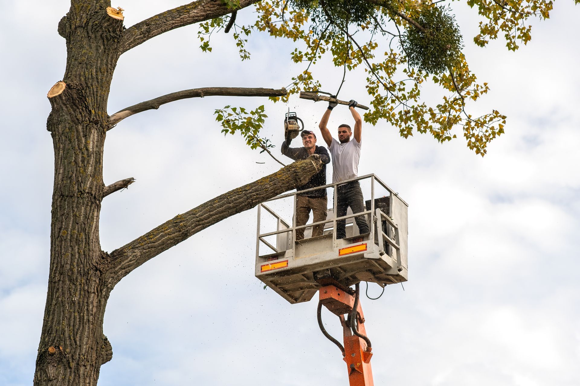 Two arborists in a lift trimming a large tree branch outdoors