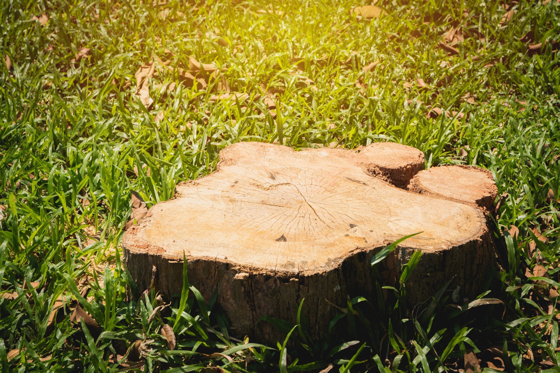 Freshly cut tree stump in green grass under sunlight