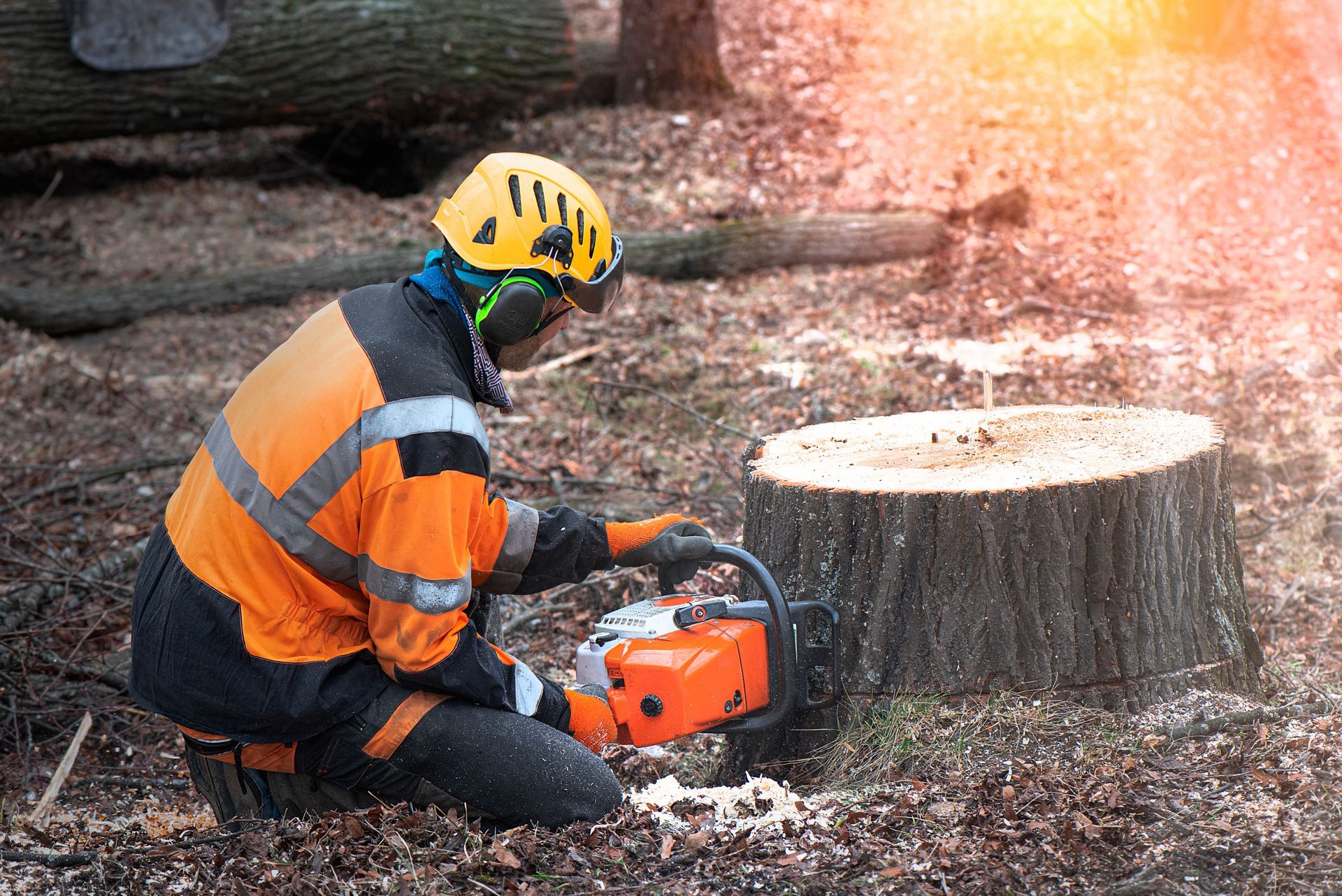 Person in orange safety gear using a chainsaw to cut a tree stump outdoors
