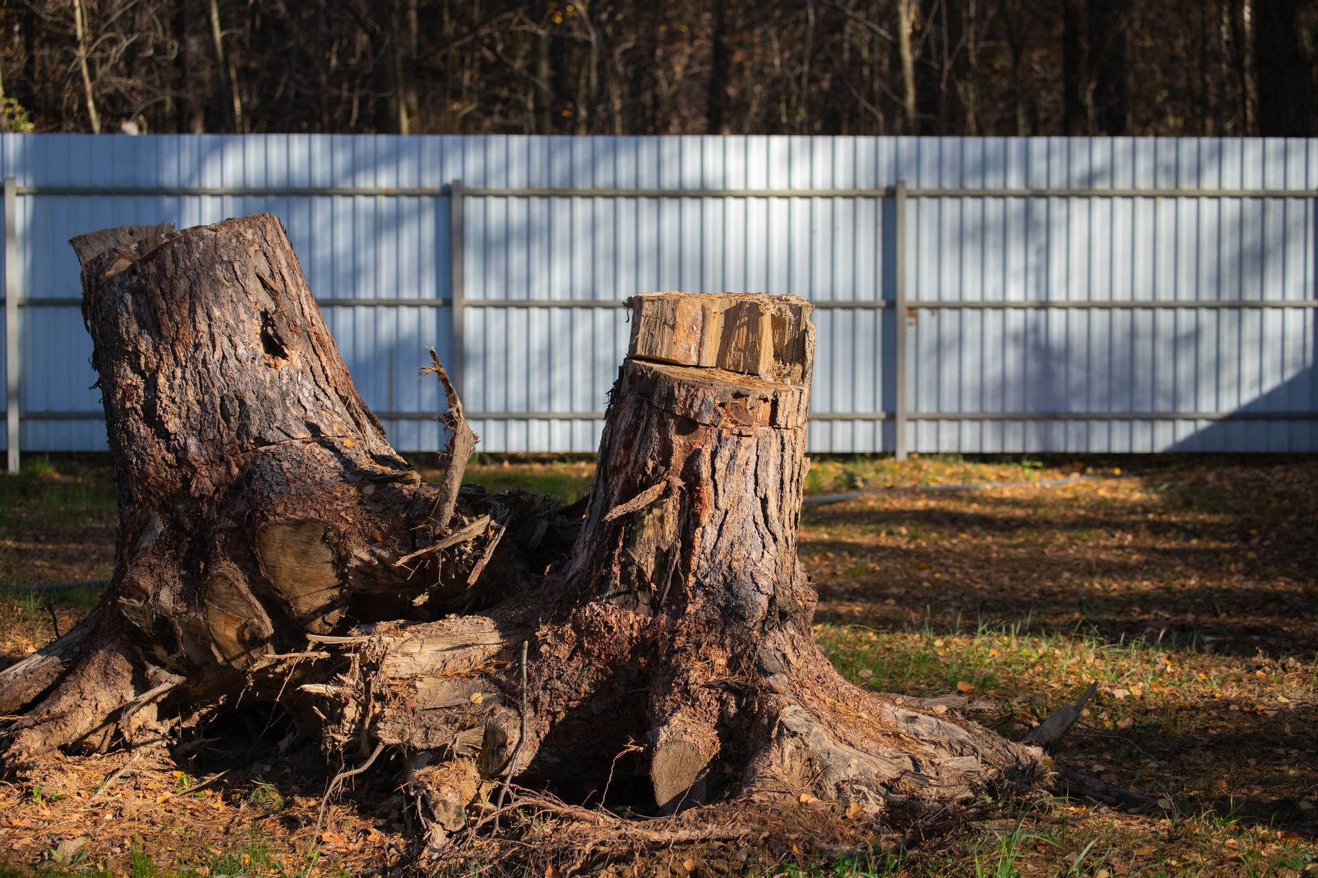 Two tree stumps in a yard with a white fence in the background