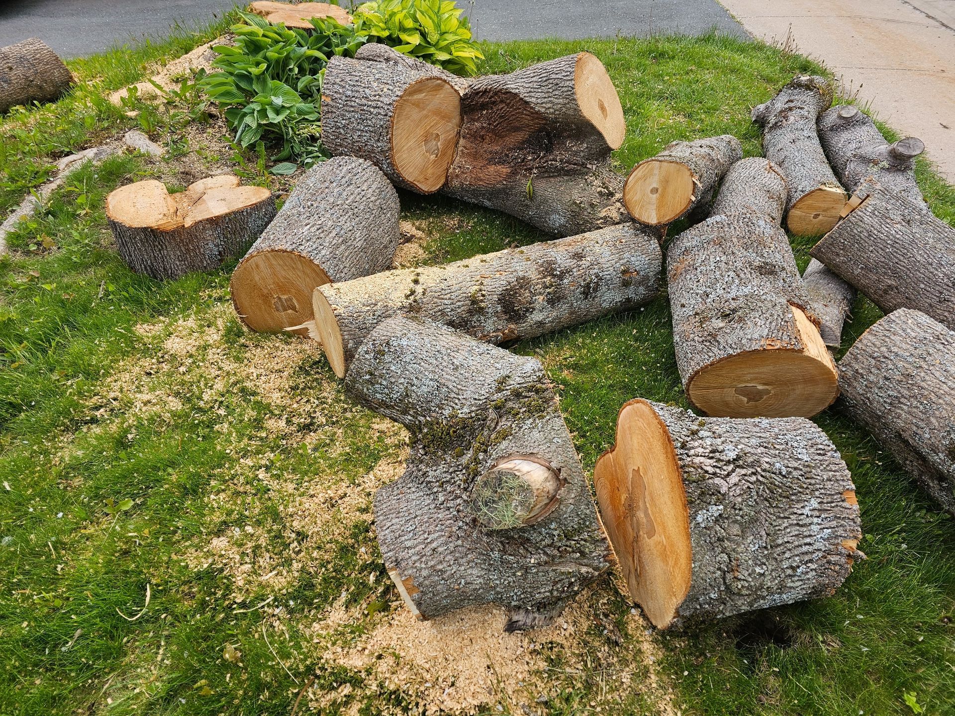 Stack of cut logs on grass beside a paved path