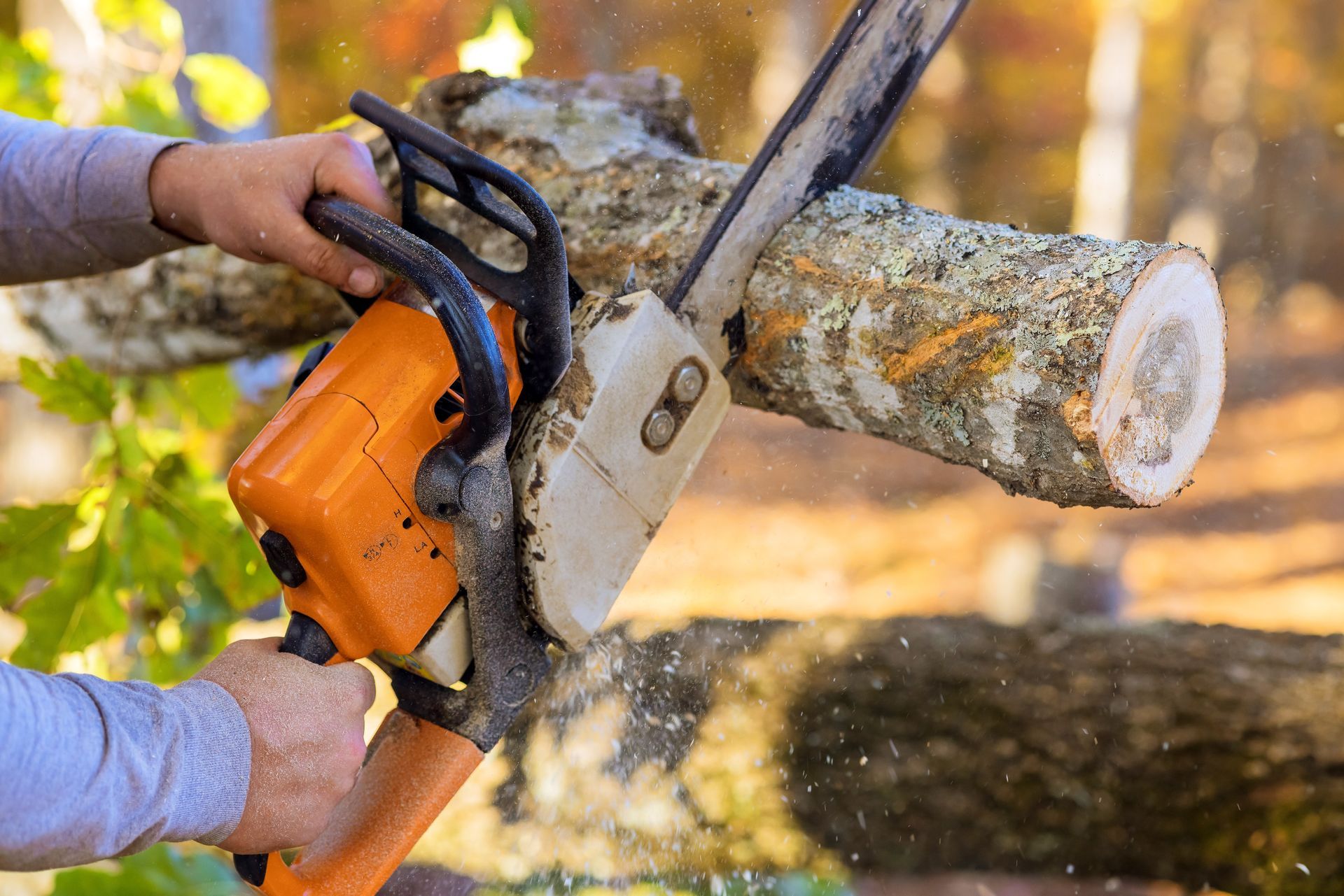 Person using an orange chainsaw to cut a tree trunk outdoors
