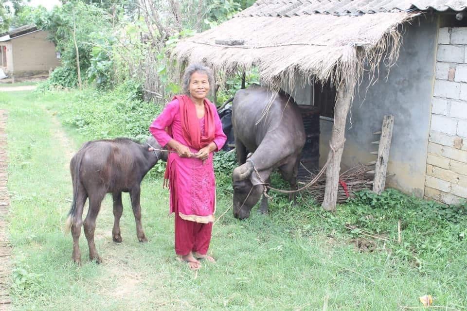 cow, grand mother; food for India