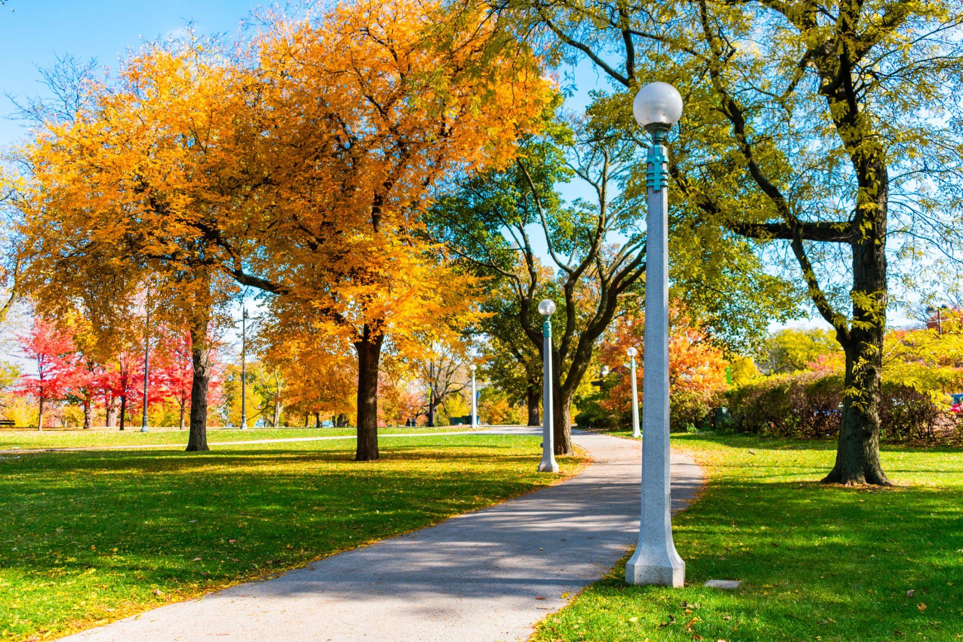 trees in Chicago