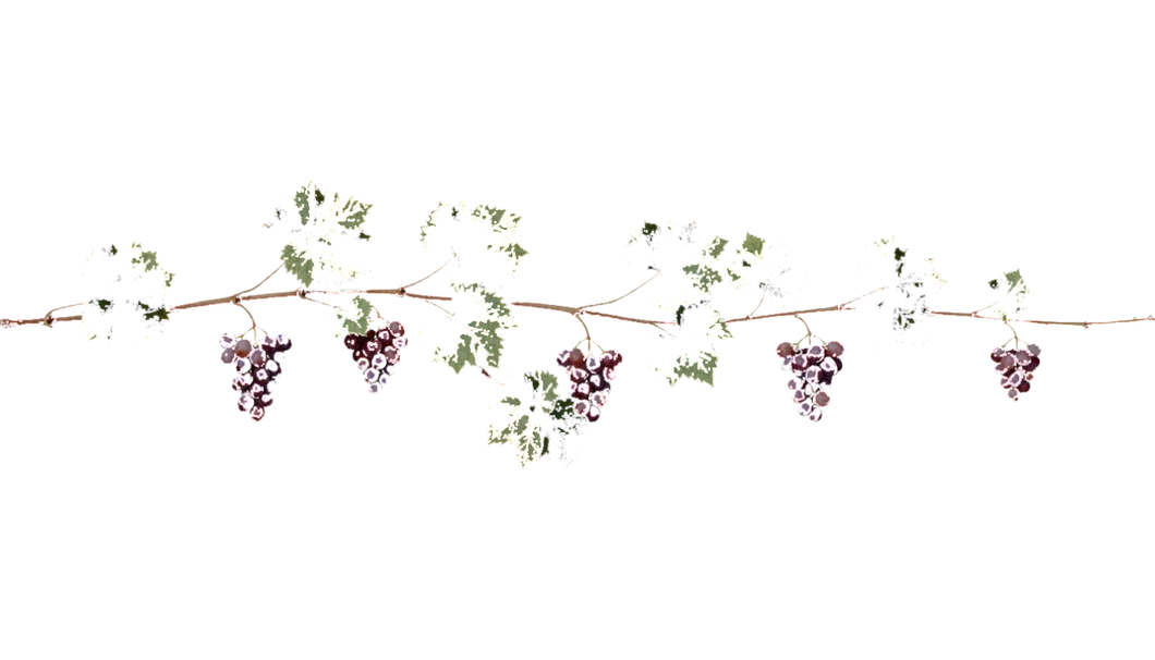 A vine with green leaves and clusters of purple grapes stretching across a white background.