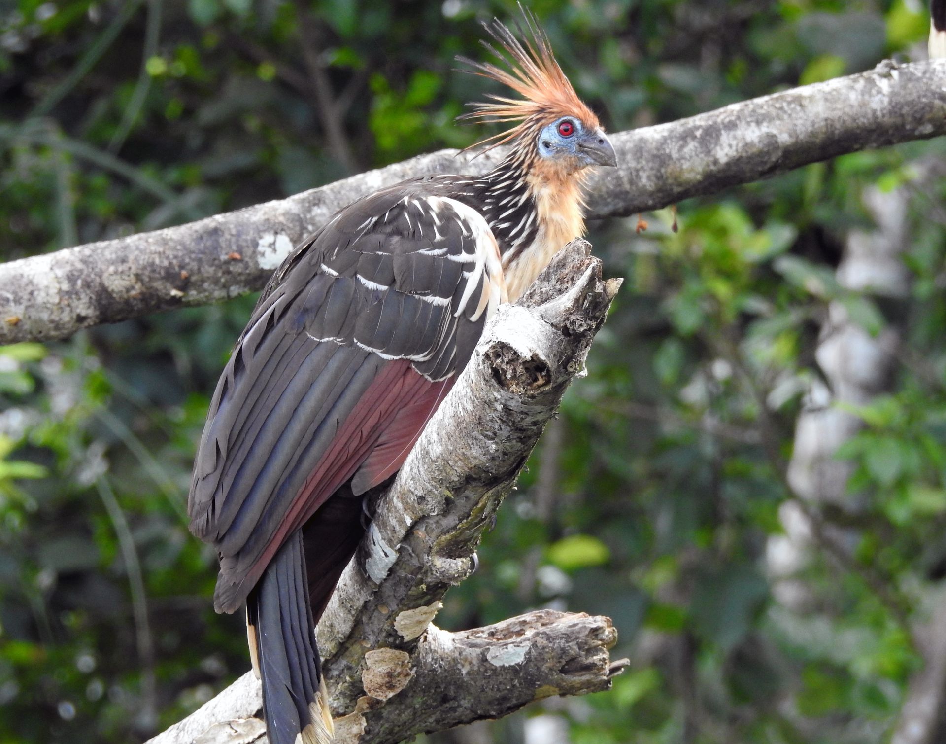 A bird with a long tail is perched on a tree branch