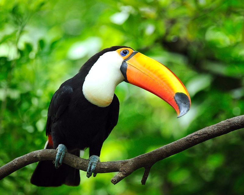 A toucan with a large orange beak is perched on a tree branch
