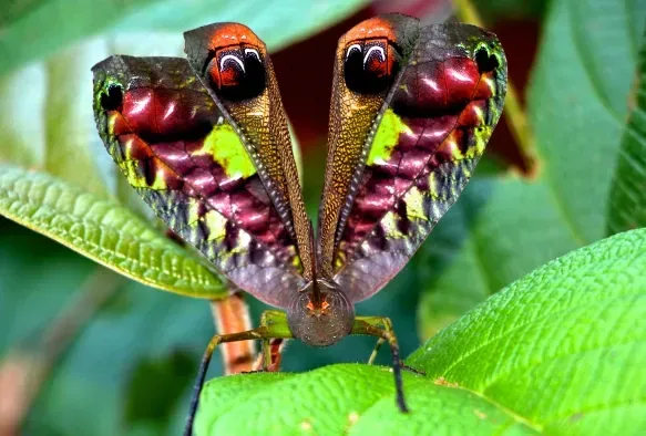 A colorful butterfly is sitting on a green leaf.