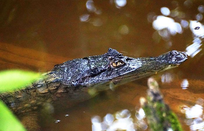 A close up of a crocodile in the water.