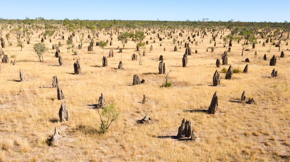 Tall, Dark Termite Mounds Dot A Dry, Grassy Plain Under A Clear Blue Sky — LM Engineering In Normanton, QLD