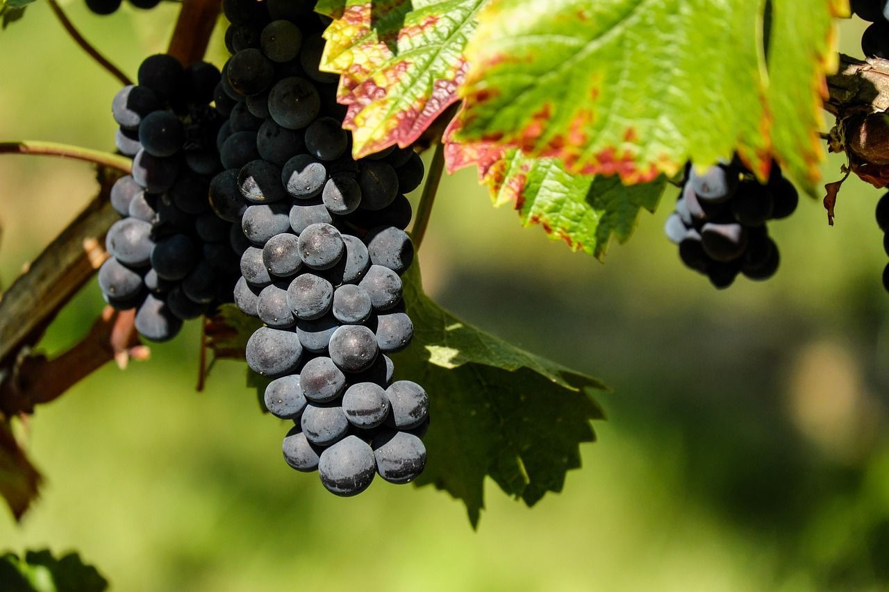 a bunch of black grapes hanging from a vine