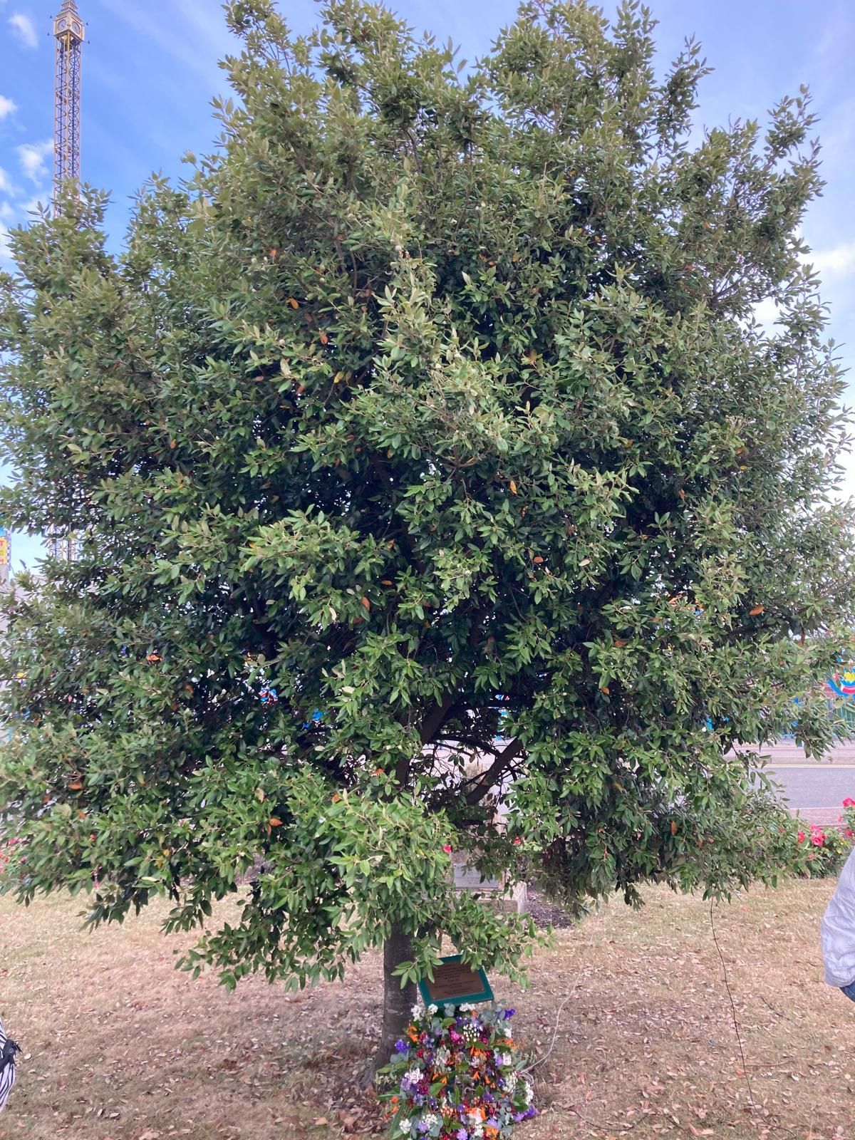 Ein großer grüner Baum mit braunem Stamm, umgeben von Blüten an seinem Fuß, im Hintergrund blauer Himmel.