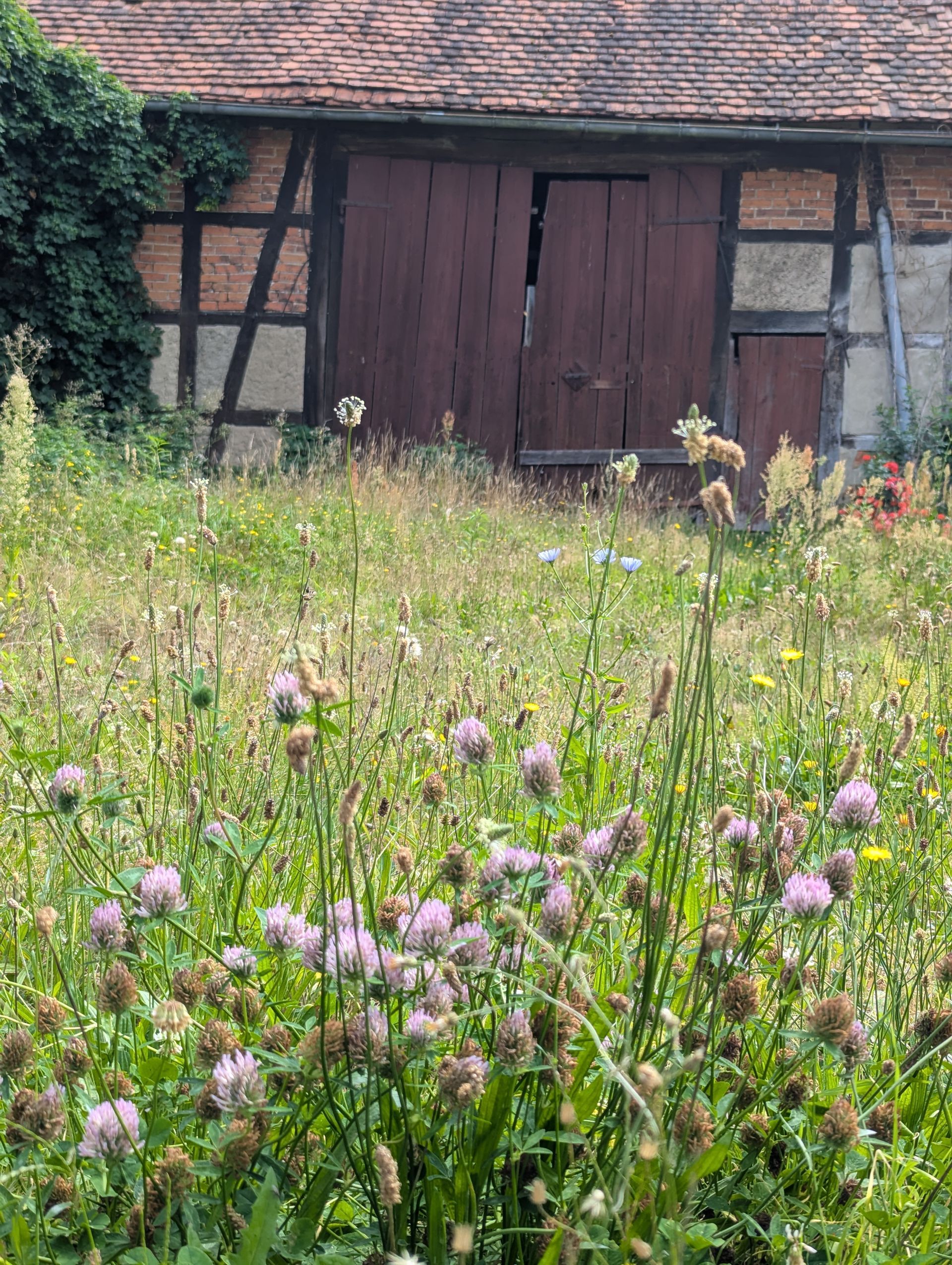 Rustikale Scheune mit roten Türen, inmitten einer Wildblumenwiese, unter einem roten Ziegeldach.