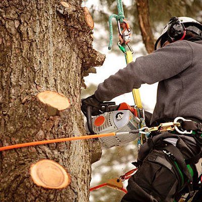 Professional Tree Removal — Rustburg, VA — Bryant's Tree Service Professional Tree Removal — Rustburg, VA — Bryant's Tree Service