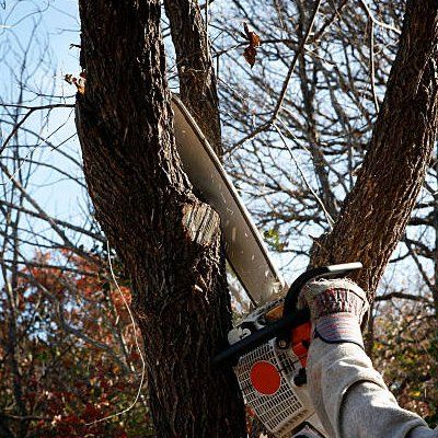 Professional Tree Service — Rustburg, VA — Bryant's Tree Service Professional Tree Service — Rustburg, VA — Bryant's Tree Service