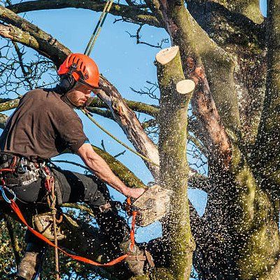 Professional Tree Cutting — Rustburg, VA — Bryant's Tree Service Professional Tree Cutting — Rustburg, VA — Bryant's Tree Service