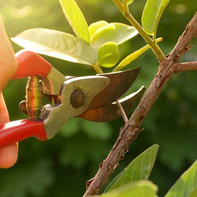 Tree Pruning — Rustburg, VA — Bryant's Tree Service Tree Pruning — Rustburg, VA — Bryant's Tree Service