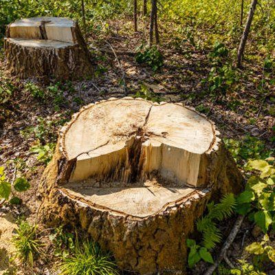 Tree Stump — Rustburg, VA — Bryant's Tree Service Tree Stump — Rustburg, VA — Bryant's Tree Service