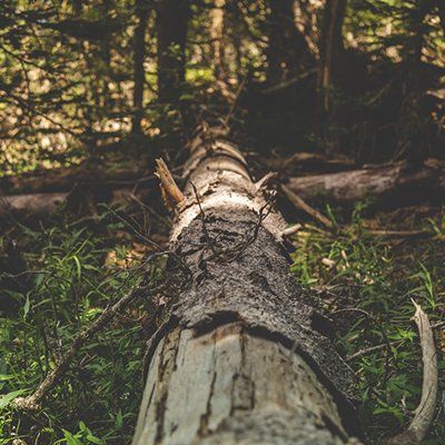 Damaged Tree — Rustburg, VA — Bryant's Tree Service Damaged Tree — Rustburg, VA — Bryant's Tree Service
