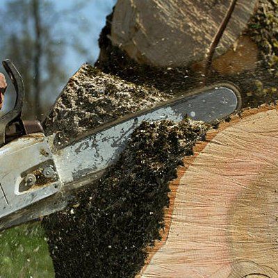 Tree Cutting Expert — Rustburg, VA — Bryant's Tree Service Tree Cutting Expert — Rustburg, VA — Bryant's Tree Service
