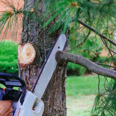 Quality Tree Trimming — Rustburg, VA — Bryant's Tree Service
