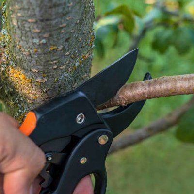 Pruner Shears — Rustburg, VA — Bryant's Tree Service Pruner Shears — Rustburg, VA — Bryant's Tree Service