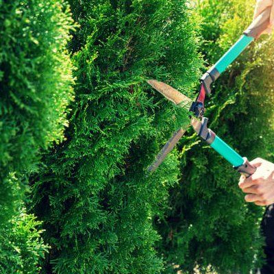 Garden Hedge Clippers — Rustburg, VA — Bryant's Tree Service Garden Hedge Clippers — Rustburg, VA — Bryant's Tree Service