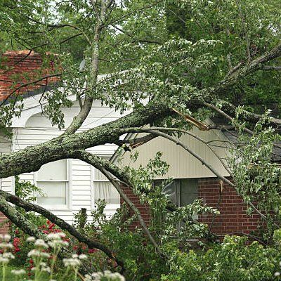 Fallen Tree — Rustburg, VA — Bryant's Tree Service Fallen Tree — Rustburg, VA — Bryant's Tree Service