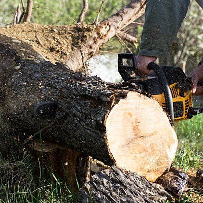 Old Tree Removal — Rustburg, VA — Bryant's Tree Service Old Tree Removal — Rustburg, VA — Bryant's Tree Service