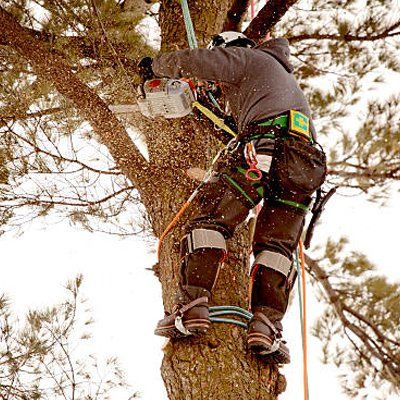 Residential Tree Service — Rustburg, VA — Bryant's Tree Service Residential Tree Service — Rustburg, VA — Bryant's Tree Service