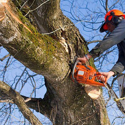 Professional Tree Removal — Rustburg, VA — Bryant's Tree Service Professional Tree Removal — Rustburg, VA — Bryant's Tree Service