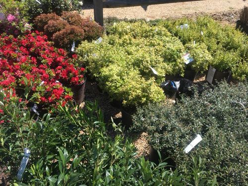 April Garden Tips