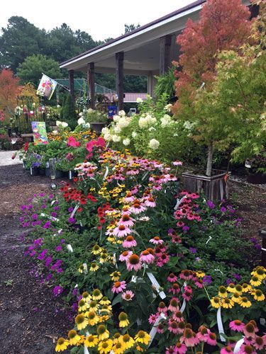 August Garden Tips