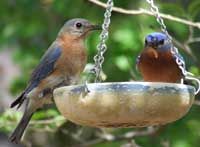 bluebirds
