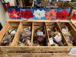 amaryllis bulbs