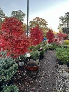  red leaves
