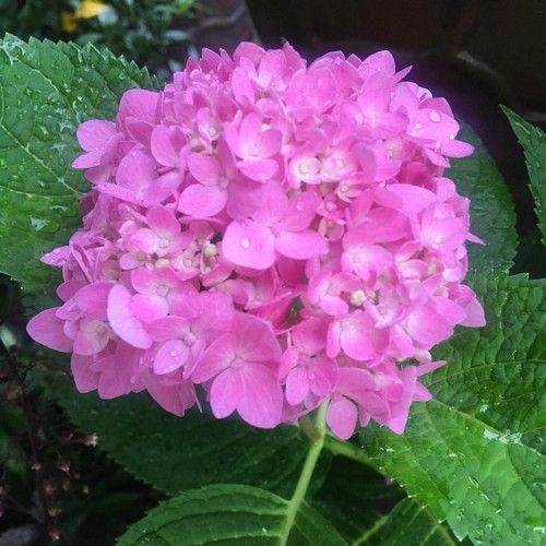 July Garden Tips